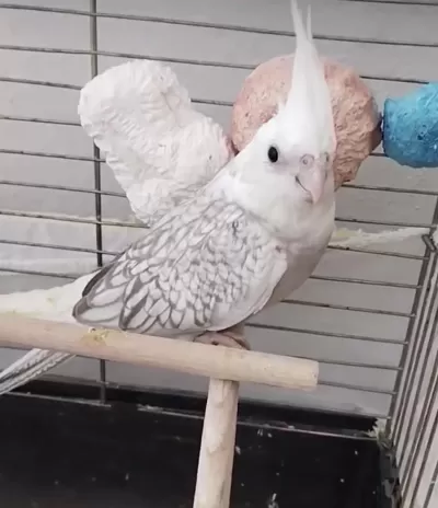 Sultan Papağanı Yeni Yeme Düştü