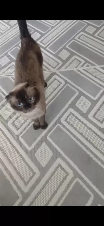 Ücretsiz 3 Yaşında Dişi Scottish Fold
