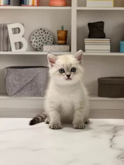 British Shorthair Silver Yavrularim