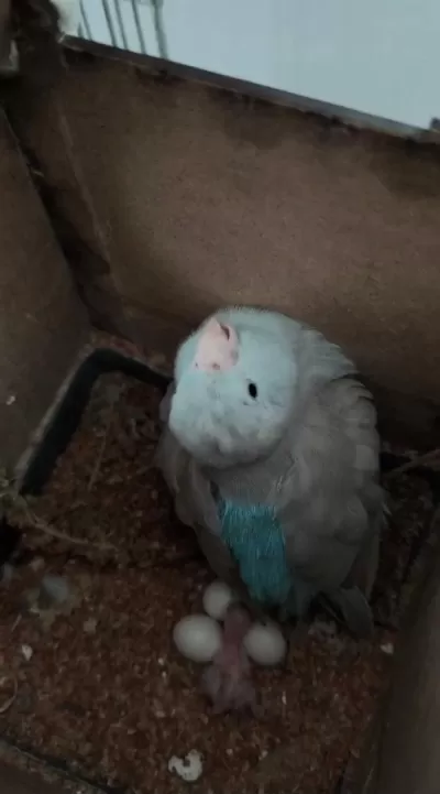 Hobiyi Bırakıyorum Yavru Bakmış Hazır Forpus Takım