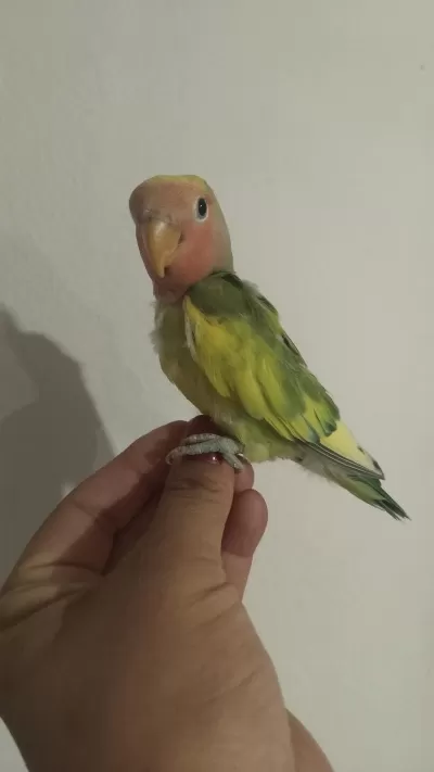Sağlıklı Acil Sevda Papağanı