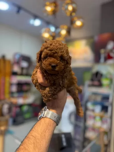 Safkan Toy Poodle Yavrular