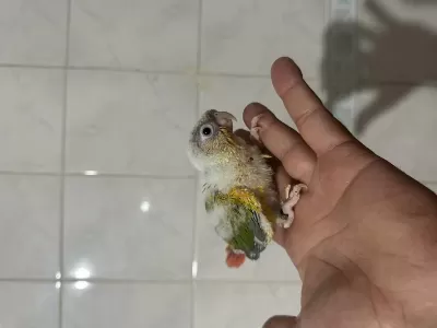 Erkek Dnali Konur Bebekler Pineapple