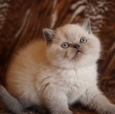 British Shorthair Blue Point Yavrularim