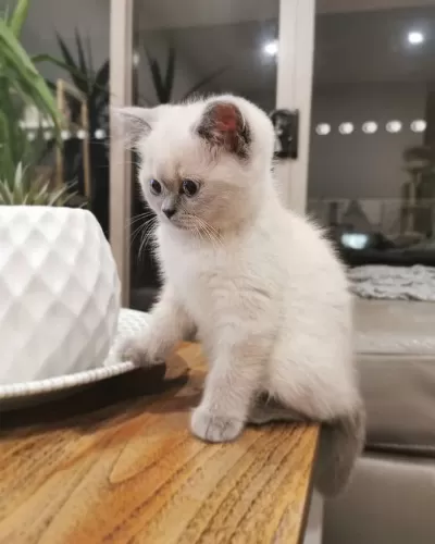 British Shorthair Yavrulari