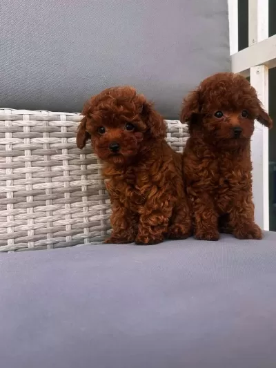 Toy Poodle Yavrulari