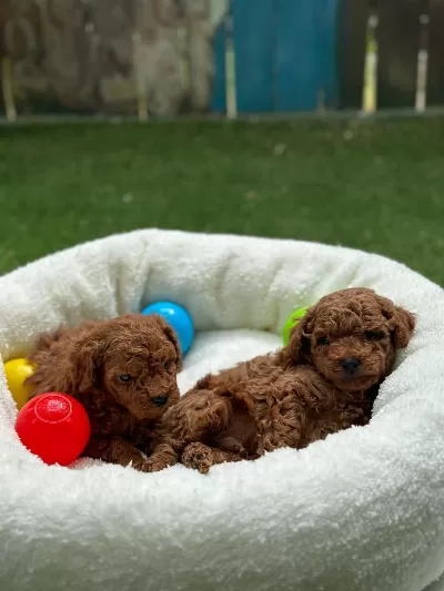 Sevimli Toy Poodle Yavrular