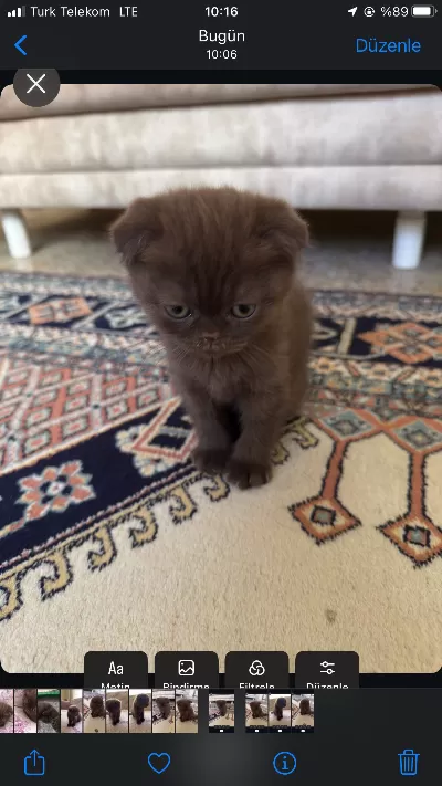 Özel Renk Çikolata Scottish Fold