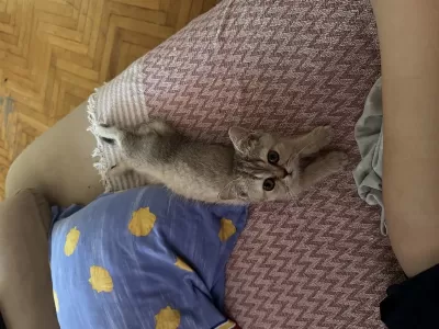 British Shorthair Kedilerimiz Sahiplendirilecektir
