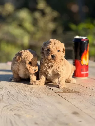 Teacup Boy Aşili Wc Eğitimli Premium Maltipo