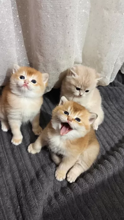 Ny11 Ve Ay11 Safkan British Shorthair Golden Bebekler