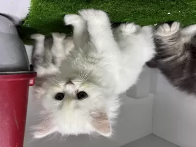 Karbeyaz British Longhair