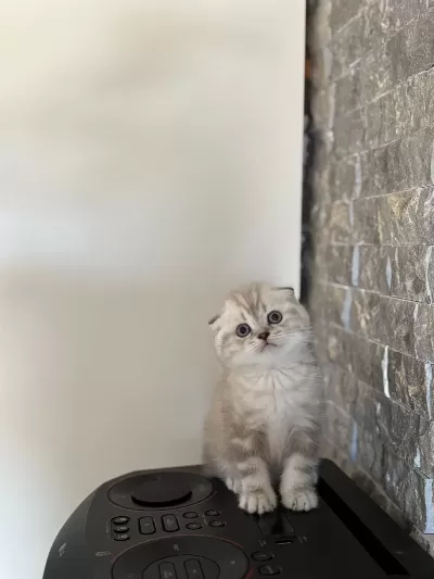 Scottish Fold Yavrularim