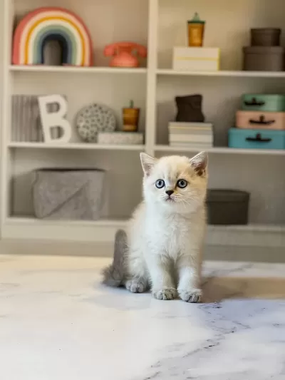 British Shorthair Silver Point Yavrularim