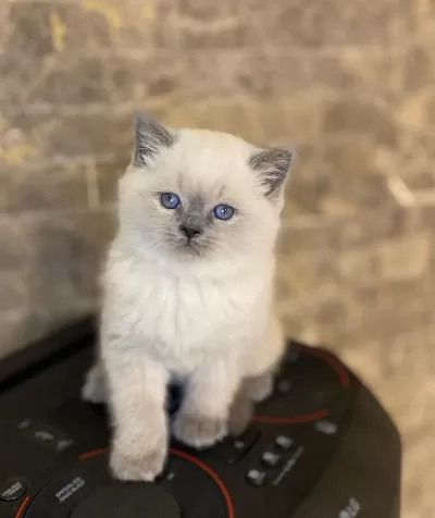 British Shorthair Blue Point Yavrularim