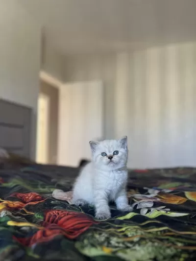 British Shorthair Silver Yavrularim