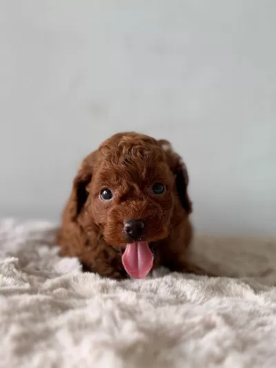 A Kalite Toy Poodle Bebekler