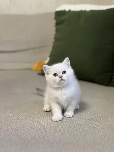 Safkan Oyuncu Sevecen British Shorthair Yavru
