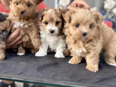Show Kalite Tea Cup Morkie Yavrular Ziyarete Açık