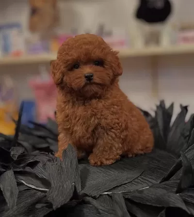 İrk Garantili Toy Poodle Yavrulari