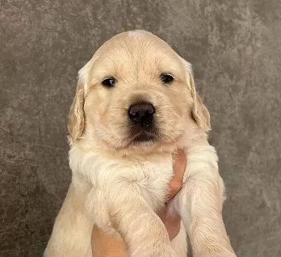 Golden Retriever Yavrulari