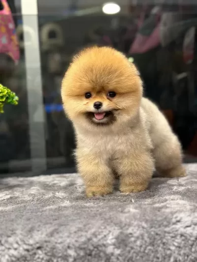 Show Kalite Ayı Surat Pomeranian Yavrular