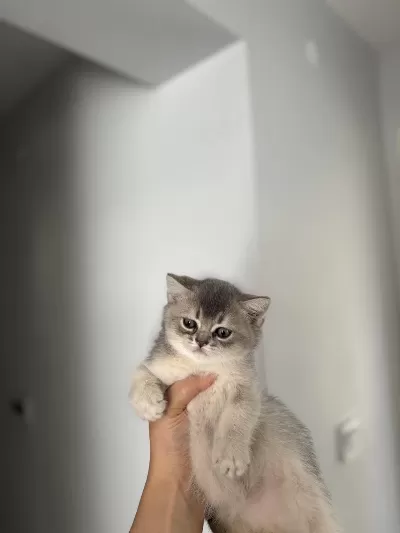 Sevimli British Shorthair Yavrularim