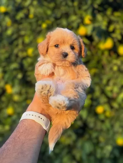 Teacup Boy Aşili Wc Eğitimli Premium Maltipo
