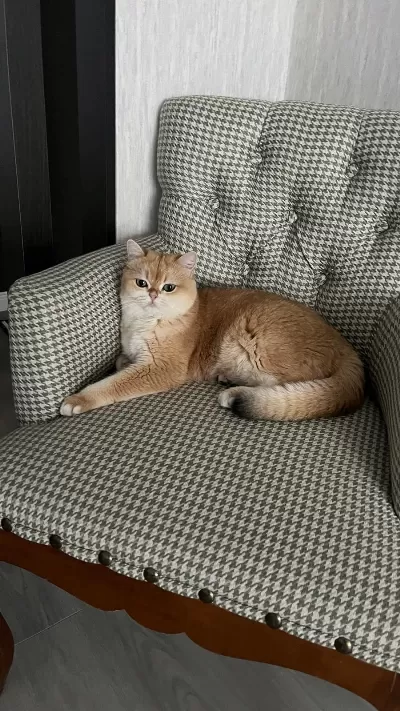 Golden British Shorthair 3 Yaşında Kısır