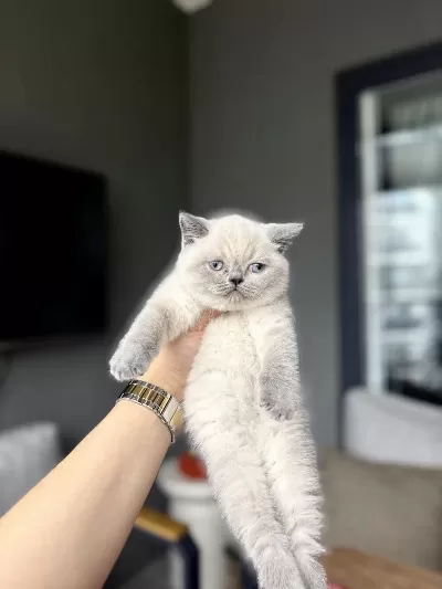 British Shorthair Blue Point Yavrularim
