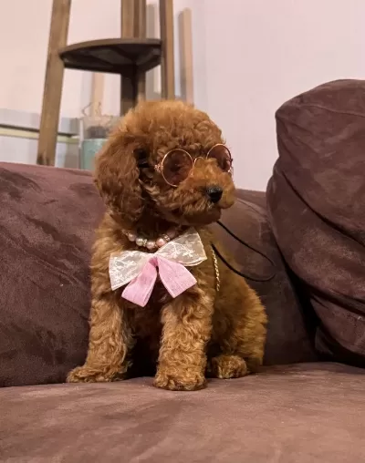 Kızıl Siyah Ve Silver Toy Poodle Bebeklerim