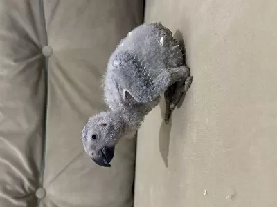 Beyaz Tirnak El Besleme Jako Papağani Bebek