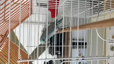 Yavru Forpus 5 Aylık