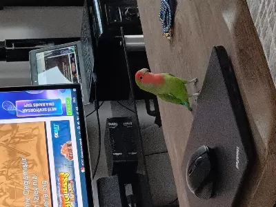 Full Evcil Sevda Papağanı