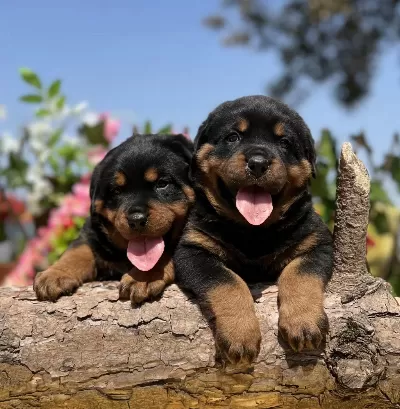 Harika Güzellikte Rottweiler Yavrular