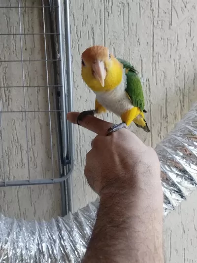 Alışkın Erkek Caique Papağanımız