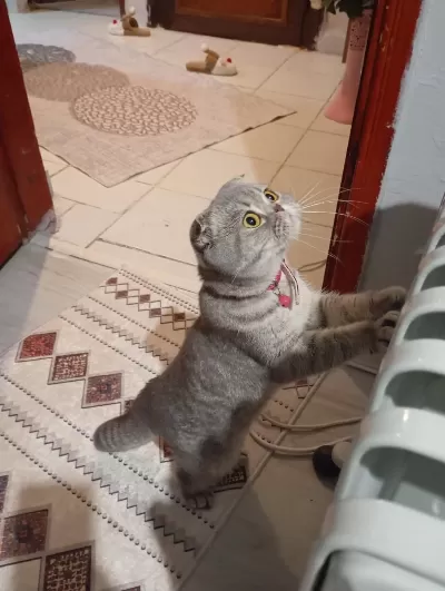 Çok Tatlı Uygun Puana Dişi Scottish Fold