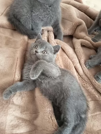Sevgi Dolu Bebek Kedilerim