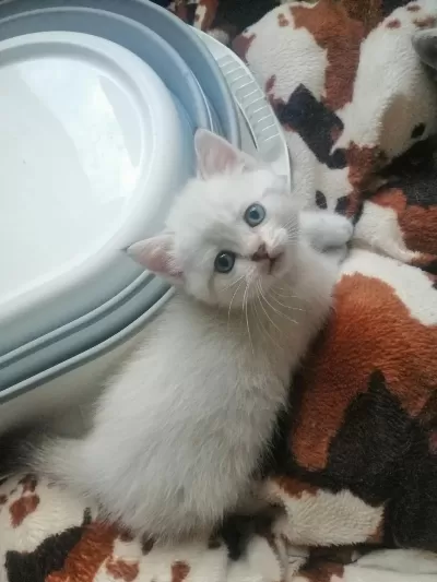 Erkek Ve Dişi Melez Yavru Kedimiz