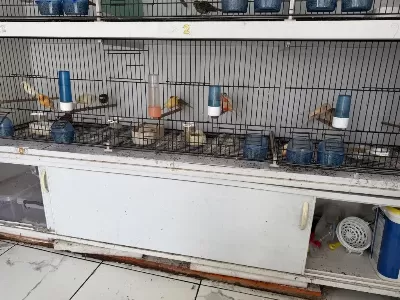 Harika Yeni Sezon Kanarya