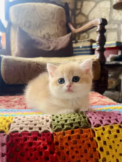 Saf Kan Golden British Shorthair Yavrular (wcf Kayıtlı)