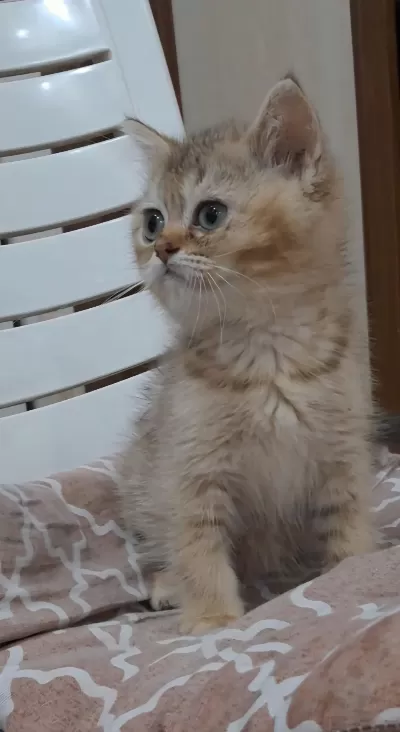 British Shorthair Golden Dişi