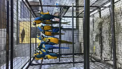 Sağlıklı Macaw Papağanları