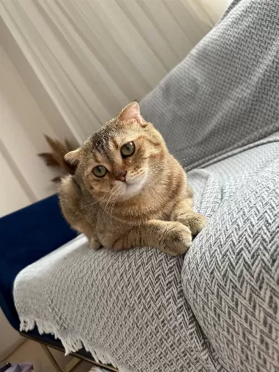 Sağlıklı Erkek Scottish Fold
