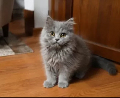 British Longhair Blue
