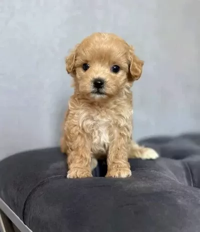 Harika Maltipoo Minikler