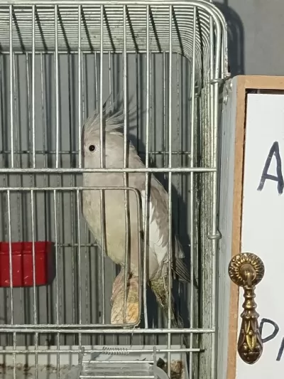 Albino Cinnemon Takım Sultan Papağanı