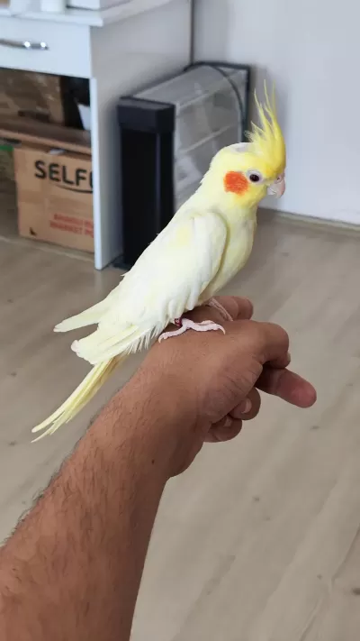 Takas Sultan Papağanı Lutino Dişi