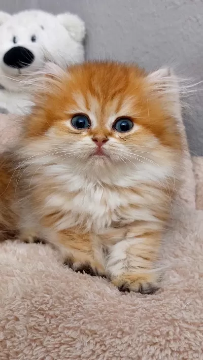 British Longhair Golden Ny11-12 Serileri A+