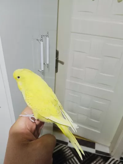 Jumbo Yavru Muhabbet Kuşu